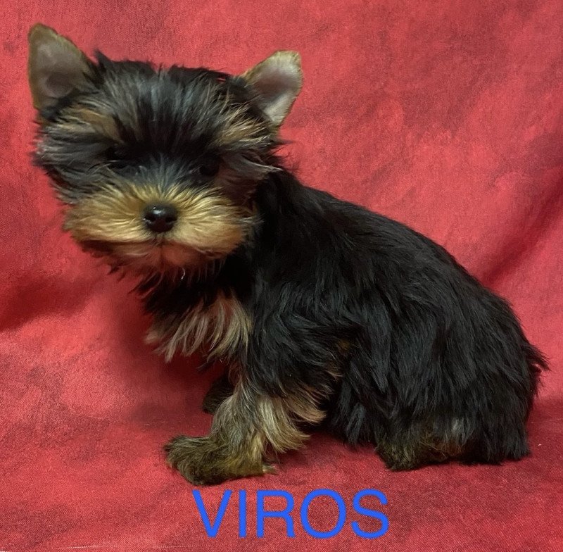 VIROS york Mâle Yorkshire terrier