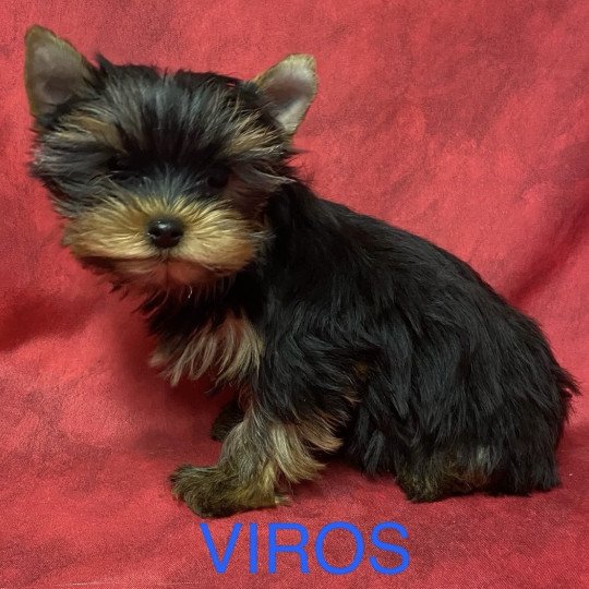 chiot Yorkshire terrier VIROS york à réserver Domaine de la Chantelaie