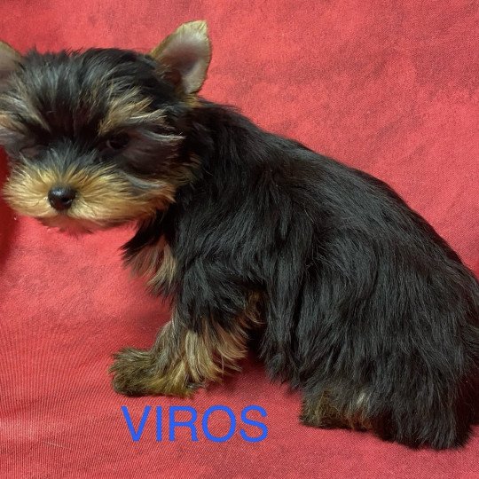 chiot Yorkshire terrier VIROS york à réserver Domaine de la Chantelaie