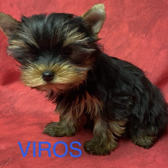 chiot Yorkshire terrier VIROS york à réserver Domaine de la Chantelaie