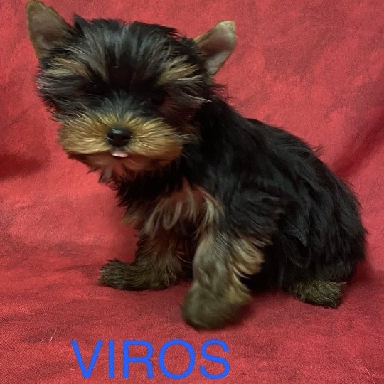 chiot Yorkshire terrier VIROS york à réserver Domaine de la Chantelaie