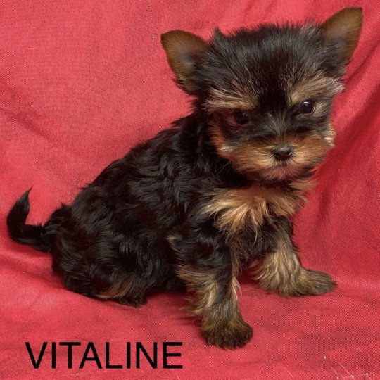 chiot Yorkshire terrier VITALINE yorkshire terrier Domaine de la Chantelaie