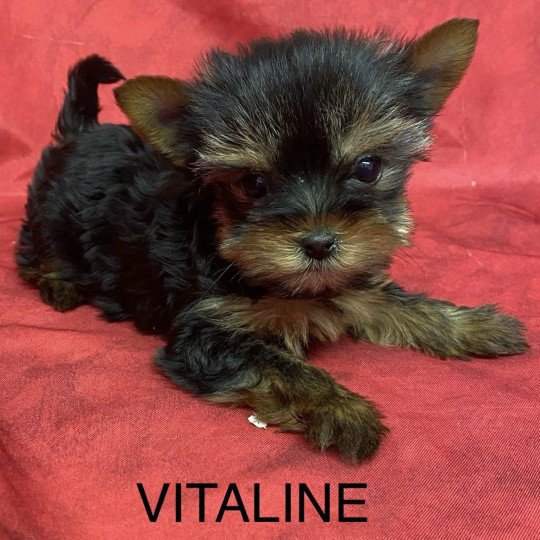 chiot Yorkshire terrier VITALINE yorkshire terrier Domaine de la Chantelaie