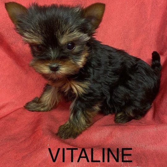 chiot Yorkshire terrier VITALINE yorkshire terrier Domaine de la Chantelaie