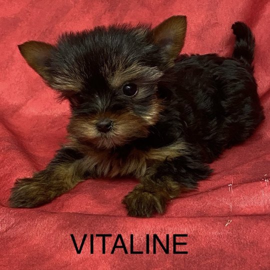 chiot Yorkshire terrier VITALINE yorkshire terrier Domaine de la Chantelaie