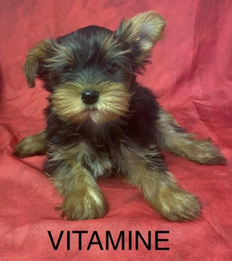 VITAMINE yorkshire terrier Femelle Yorkshire terrier