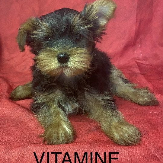 VITAMINE yorkshire terrier Femelle Yorkshire terrier