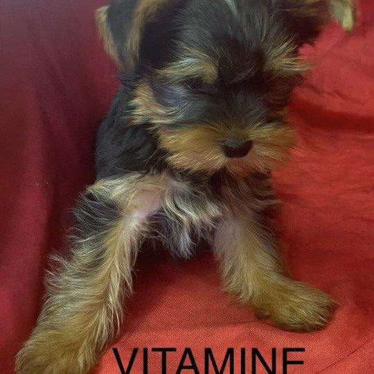 chiot Yorkshire terrier VITAMINE yorkshire terrier Domaine de la Chantelaie