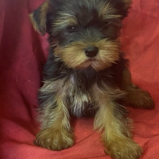 chiot Yorkshire terrier VITAMINE yorkshire terrier Domaine de la Chantelaie