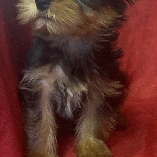 chiot Yorkshire terrier VITAMINE yorkshire terrier Domaine de la Chantelaie