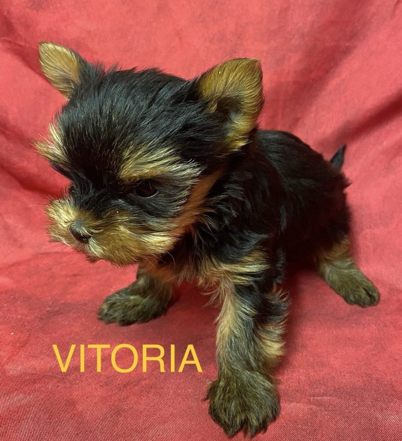 VITORIA york mini à réserver Femelle Yorkshire terrier