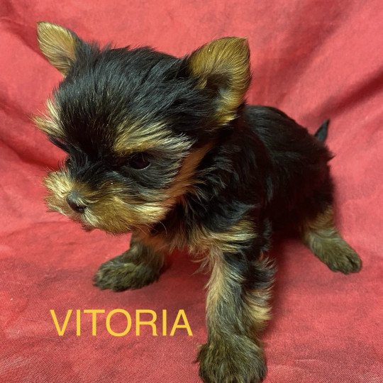 chiot Yorkshire terrier VITORIA york à réserver Domaine de la Chantelaie
