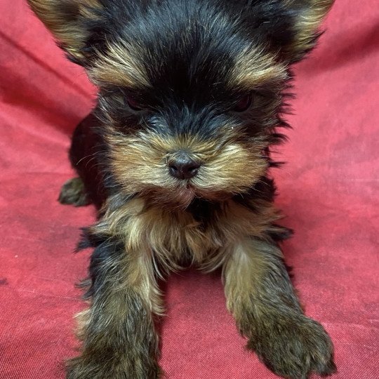 chiot Yorkshire terrier VITORIA york à réserver Domaine de la Chantelaie