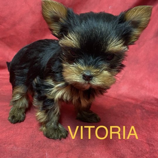 chiot Yorkshire terrier VITORIA york à réserver Domaine de la Chantelaie