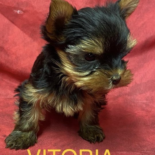 chiot Yorkshire terrier VITORIA york à réserver Domaine de la Chantelaie