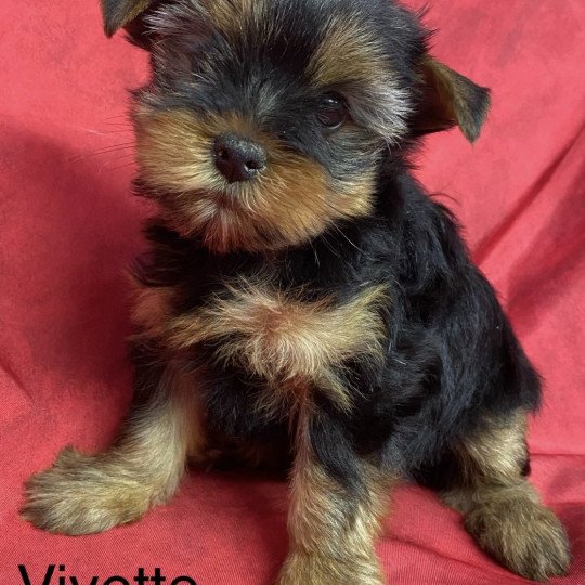 VIVETTE yorkshire terrier Femelle Yorkshire terrier