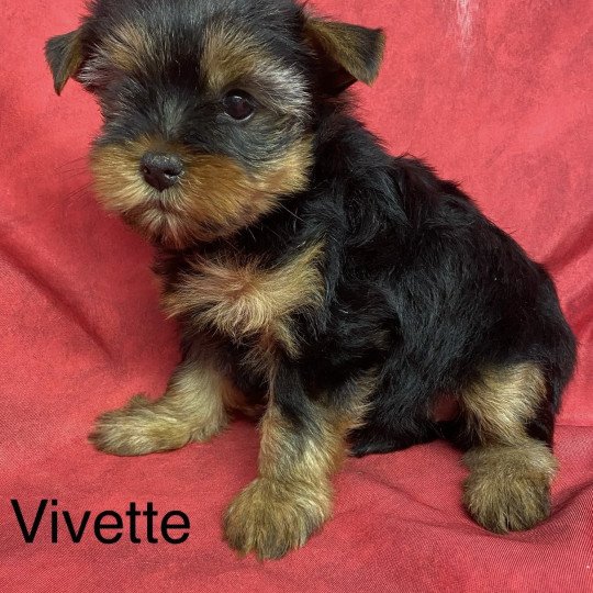 chiot Yorkshire terrier VIVETTE yorkshire terrier Domaine de la Chantelaie