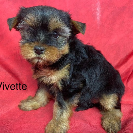 chiot Yorkshire terrier VIVETTE yorkshire terrier Domaine de la Chantelaie