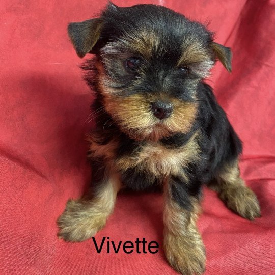 chiot Yorkshire terrier VIVETTE yorkshire terrier Domaine de la Chantelaie
