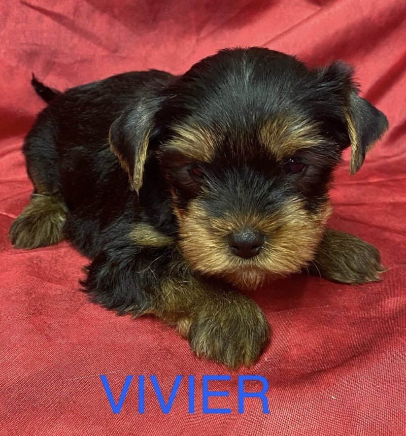 VIVIER york Mâle Yorkshire terrier