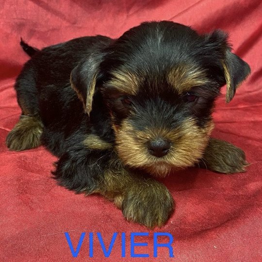 VIVIER york Mâle Yorkshire terrier