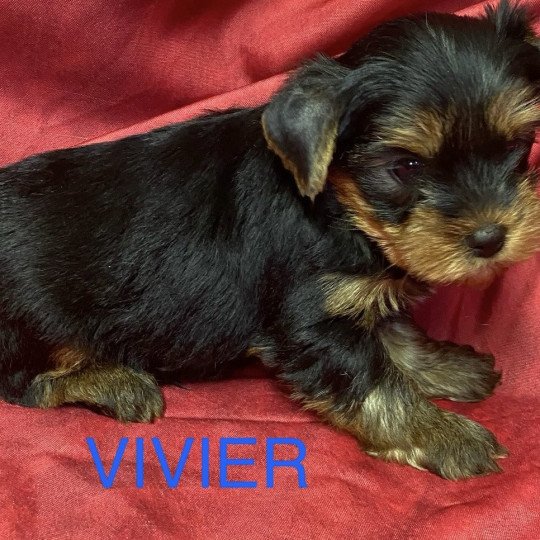 chiot Yorkshire terrier VIVIER york à réserver Domaine de la Chantelaie