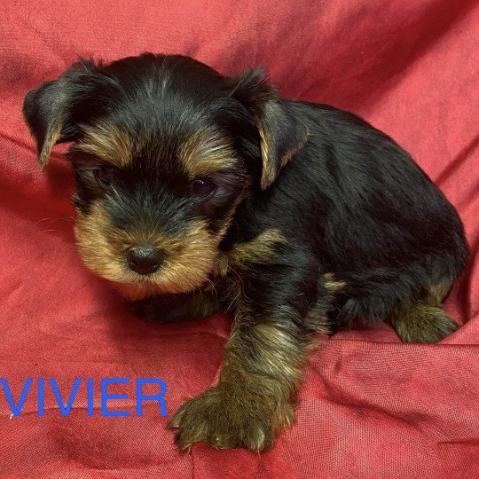 chiot Yorkshire terrier VIVIER york à réserver Domaine de la Chantelaie