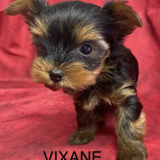 chiot Yorkshire terrier VIXANE yorkshire terrier à réserver Domaine de la Chantelaie
