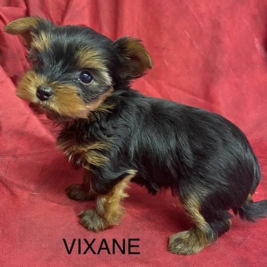chiot Yorkshire terrier VIXANE yorkshire terrier à réserver Domaine de la Chantelaie
