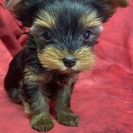 VIXANE yorkshire terrier réservée Femelle Yorkshire terrier