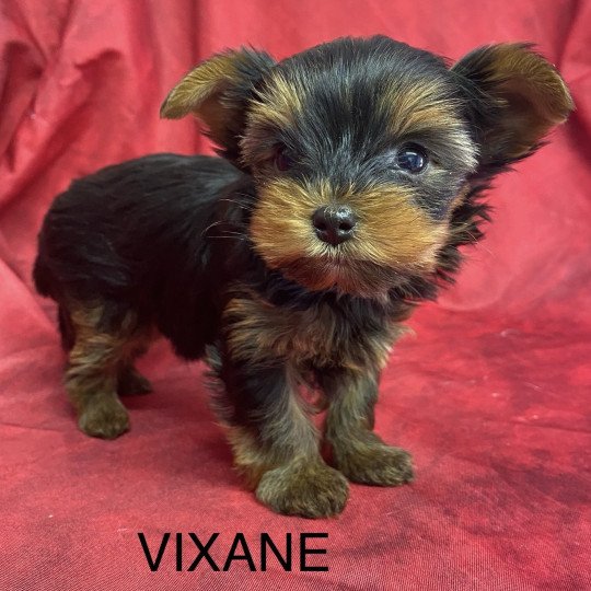 chiot Yorkshire terrier VIXANE yorkshire terrier à réserver Domaine de la Chantelaie