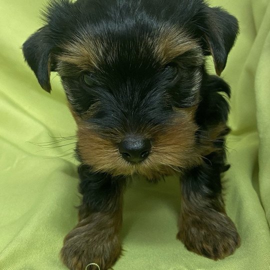 chiot Yorkshire terrier VIVO yorkshire terrier Domaine de la Chantelaie