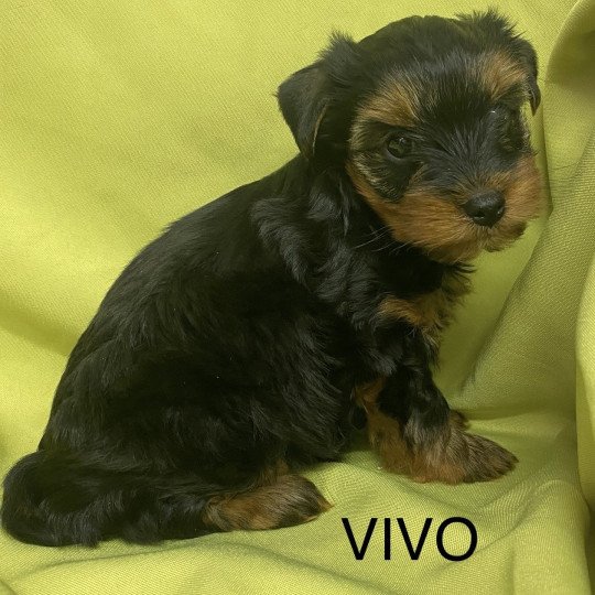 chiot Yorkshire terrier VIVO yorkshire terrier Domaine de la Chantelaie