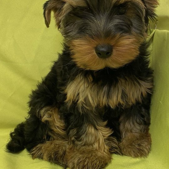 VIVO yorkshire terrier Mâle Yorkshire terrier
