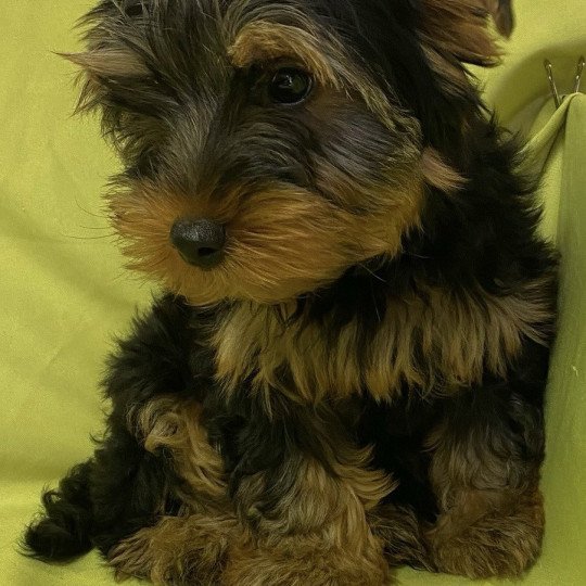 chiot Yorkshire terrier VIVO york Domaine de la Chantelaie