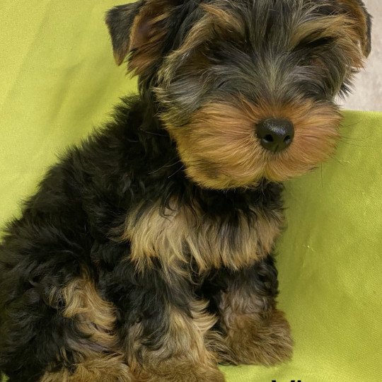 chiot Yorkshire terrier VIVO york Domaine de la Chantelaie