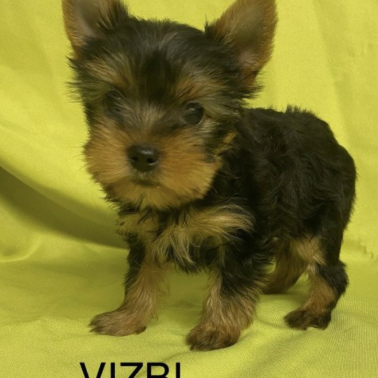 chiot Yorkshire terrier VIZBI yorkshire terrier Domaine de la Chantelaie