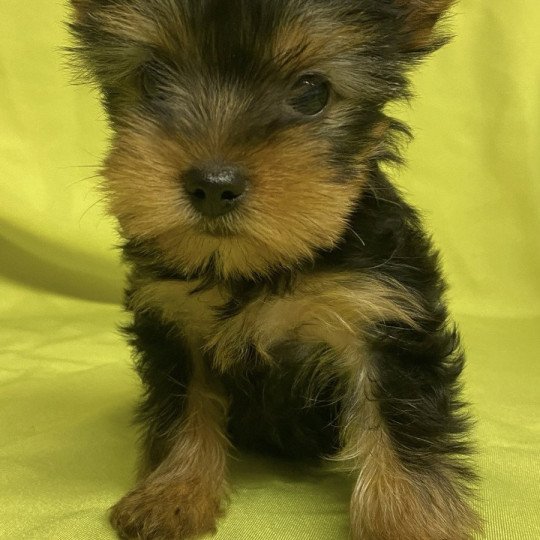 VIZBI yorkshire terrier Mâle Yorkshire terrier
