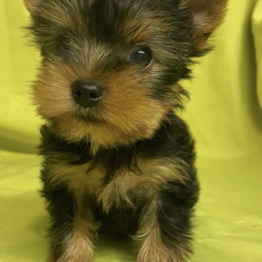 chiot Yorkshire terrier VIZBI yorkshire terrier Domaine de la Chantelaie