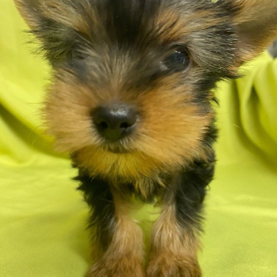 chiot Yorkshire terrier VIZBI yorkshire terrier Domaine de la Chantelaie