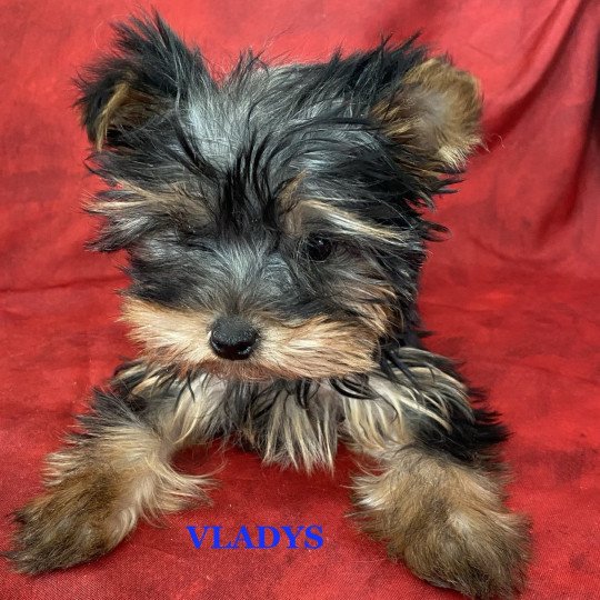 VLADIS York mini disponible Mâle Yorkshire terrier