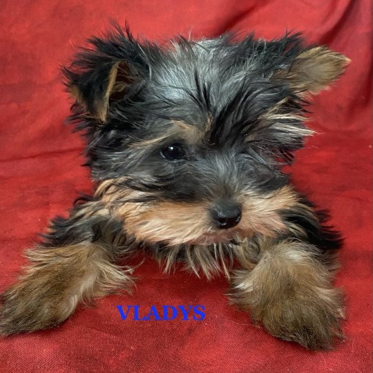 chiot Yorkshire terrier VLADIS York Domaine de la Chantelaie