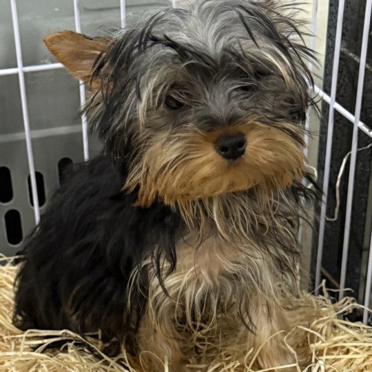 chiot Yorkshire terrier VLADIS York Domaine de la Chantelaie