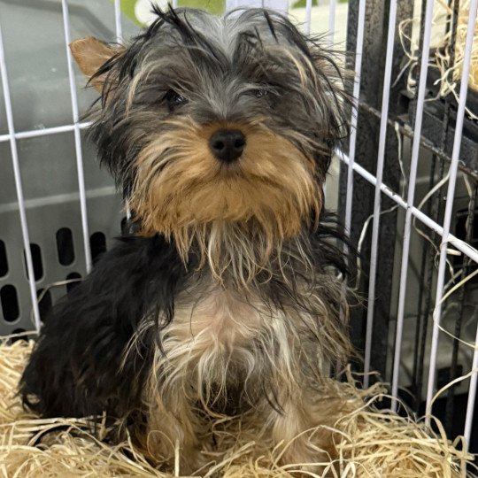 chiot Yorkshire terrier VLADIS York Domaine de la Chantelaie