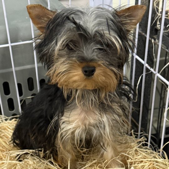 chiot Yorkshire terrier VLADIS York Domaine de la Chantelaie