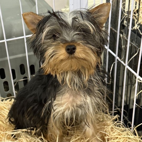 chiot Yorkshire terrier VLADIS York Domaine de la Chantelaie