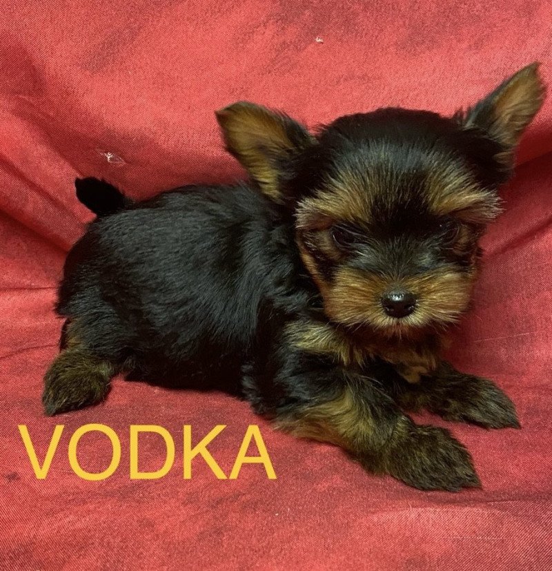 VODKA york Femelle Yorkshire terrier