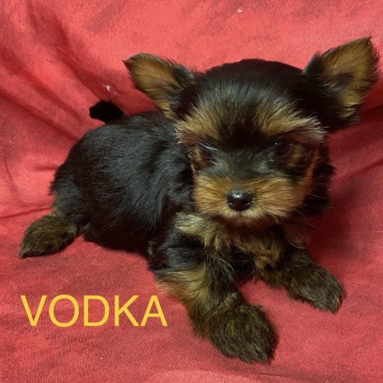 chiot Yorkshire terrier VODKA york à réserver Domaine de la Chantelaie