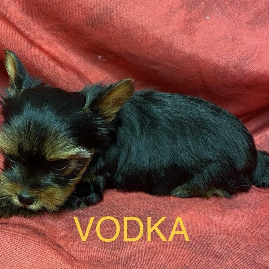 chiot Yorkshire terrier VODKA york à réserver Domaine de la Chantelaie