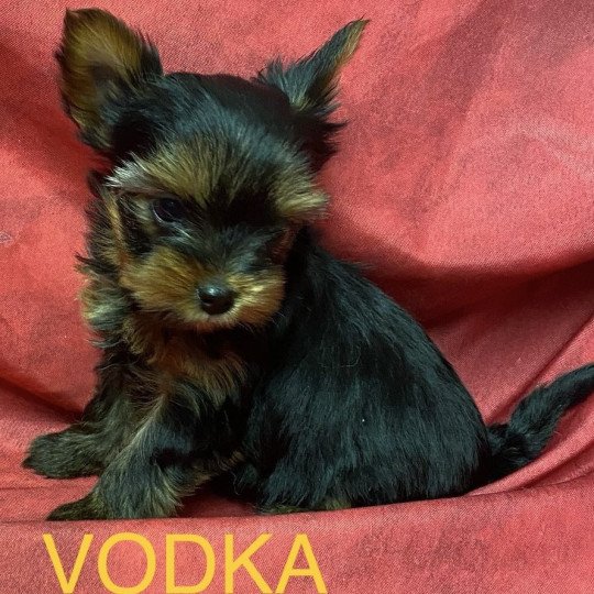 chiot Yorkshire terrier VODKA york à réserver Domaine de la Chantelaie